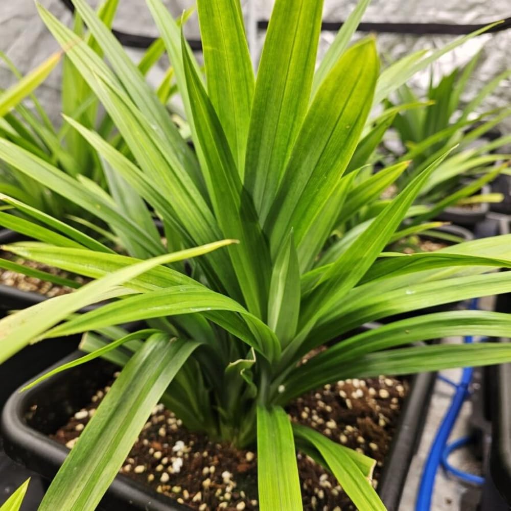 2 Pandan Plants, Live Pandan Well Rooted, Indoor Outdoor Growing 5 Inches Tall