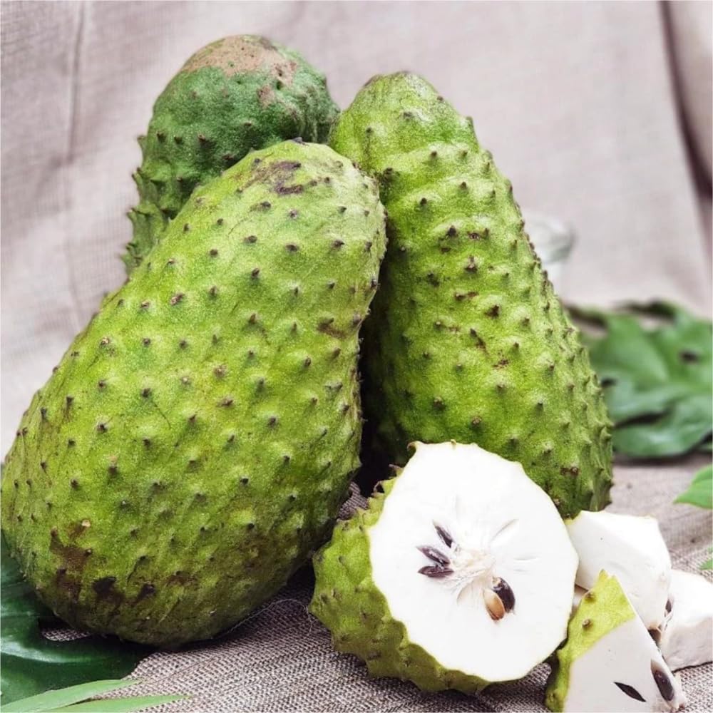 Sweet Soursop Tree Live Plant 1.5-2.5 Feet Tall in Gallon Pot, Soursop Trees Seedling, Annona Muricata Guanabana for Outdoor Garden, No CA