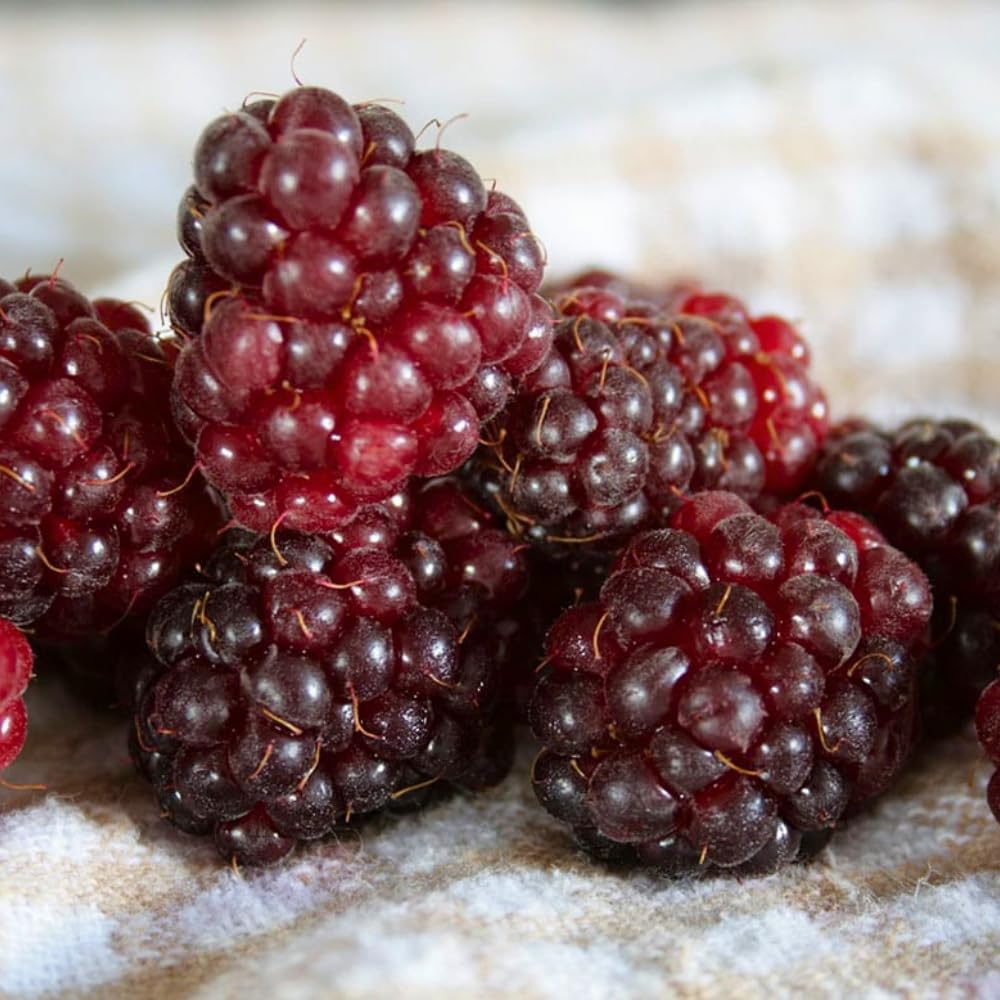 4 Sweet Boysenberry Plants, Live Boysenberry Fruit Bushes, Planting Indoor Outdoor 5 Inches