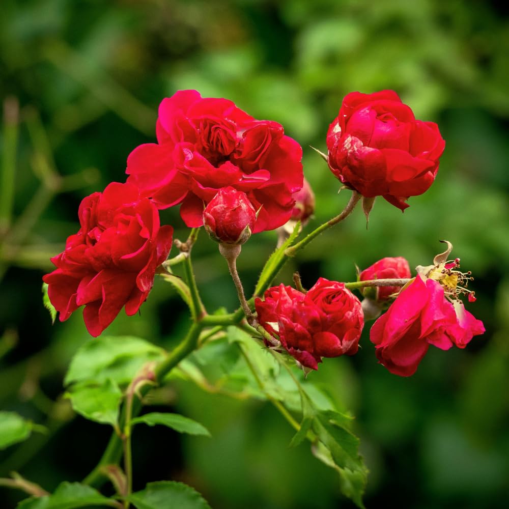 Red Rose Live Plants, Well Rooted from 2 to 3 Feet Tall, Live Rose Bushes Ready to Plant Outdoor, Compact Rose Bush for Gift and Garden