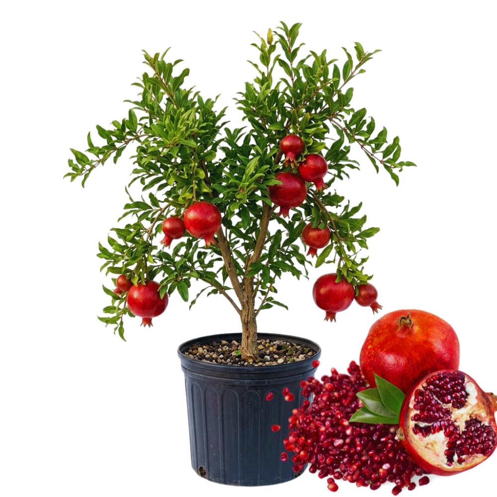 Red Pomegranate Tree Live Plant, 2 Feet Tall, Sweet Fruit Tree Plant, Pomegranate Plant Live, No Ship to CA