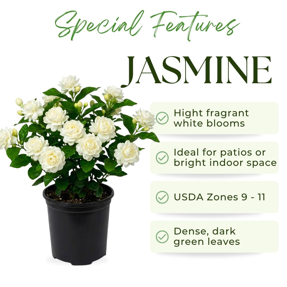 Duke Jasmine Plant Live, Jasmine Plant Indoor Live, Well Rooted in 3 Gallon Pot, 2 Feet Tall, Fragrant Flowers for Indoor Outdoor Planting, No Ship to CA