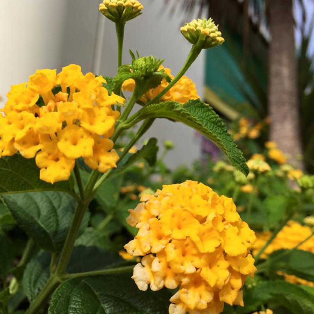 3 Lantana Plants Live, Yellow Lantana Live Plants for Planting Outdoors, Perennial Flower Plant 4 to 8 Inches Long, Gardening Growing