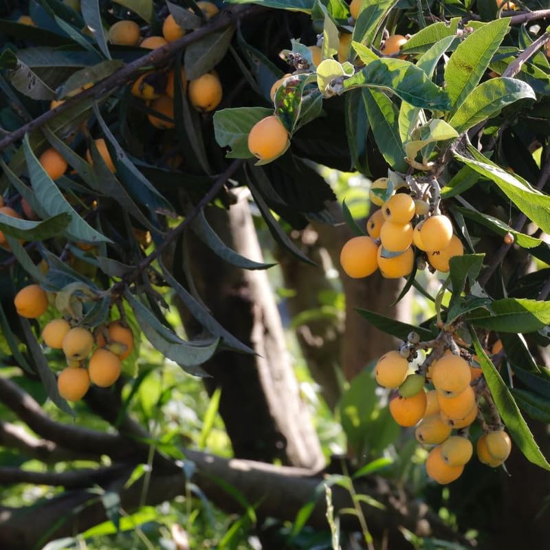 Loquat Tree Live Plant, 3 Gallon Pot, 2–3 ft Tall, Hardy Loquat Plant Live, Sweet Fruit Tree for Outdoor Garden, No Ship to CA