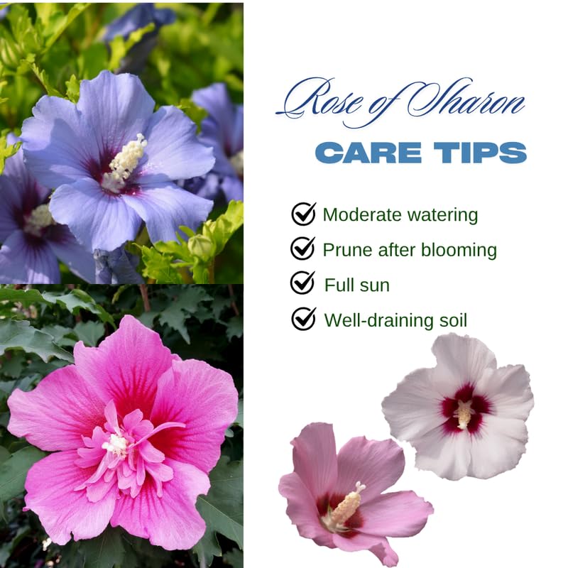 Dormant Purple Althea Rose of Sharon Live Plant, Hardy Hibiscus Flowering Shrub 6-12 Inch Tall, Vibrant Althea Blooms for Outdoor Garden