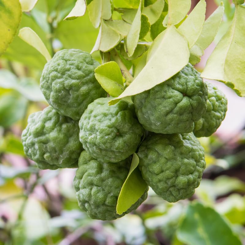 Lime Tree Live 3 Feet Tall, Potted Lime Fruit Tree Seedlings in 5 Gallon Pot, Citrus Plant for Indoor or Outdoor, No Ship to CA