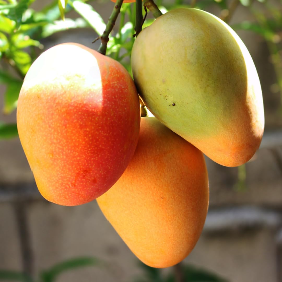 Mango Tree Live Plant, Sweet Mango Plant, Tropical Fruit Tree in 3 Gallon Pot for Outdoor Planting (Yellow Mango)
