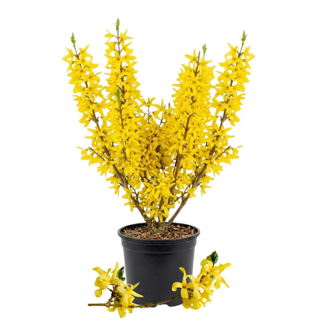 Forsythia Flowering Bush Live Plant in Pot, 6-10" Tall