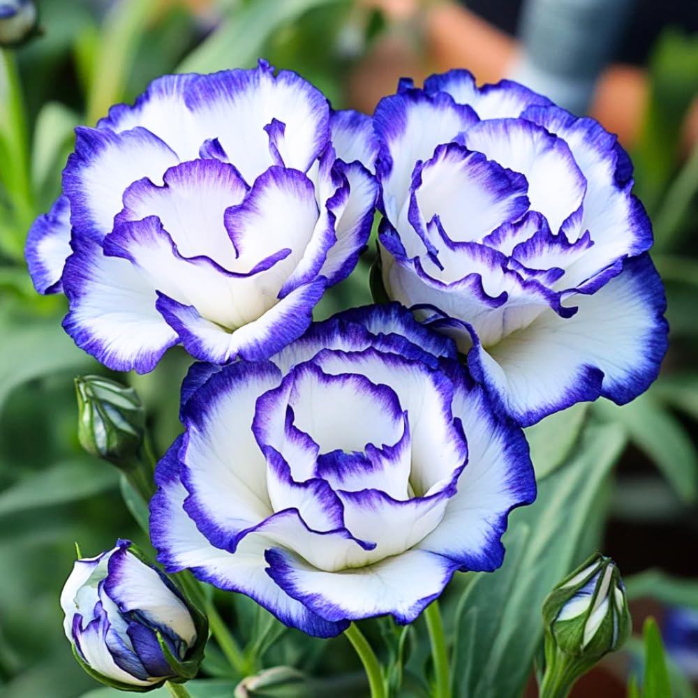 2 Eustoma Lisianthus Live Plants, Lisianthus Flowers Seedlings, 2-3 Inch Tall Well-Rooted Plug, Lisianthus Plants (Rare Blue Lisianthus)