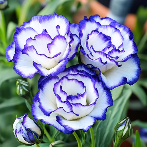 2 Eustoma Lisianthus Live Plants, Lisianthus Flowers Seedlings, 2-3 Inch Tall Well-Rooted Plug, Lisianthus Plants (Rare Blue Lisianthus)