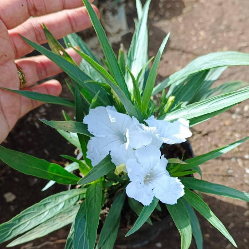 6 Dwarf White Mexican Petunia Plants Live, 4-7 Inches Tall, Hardy Perennial Flowers
