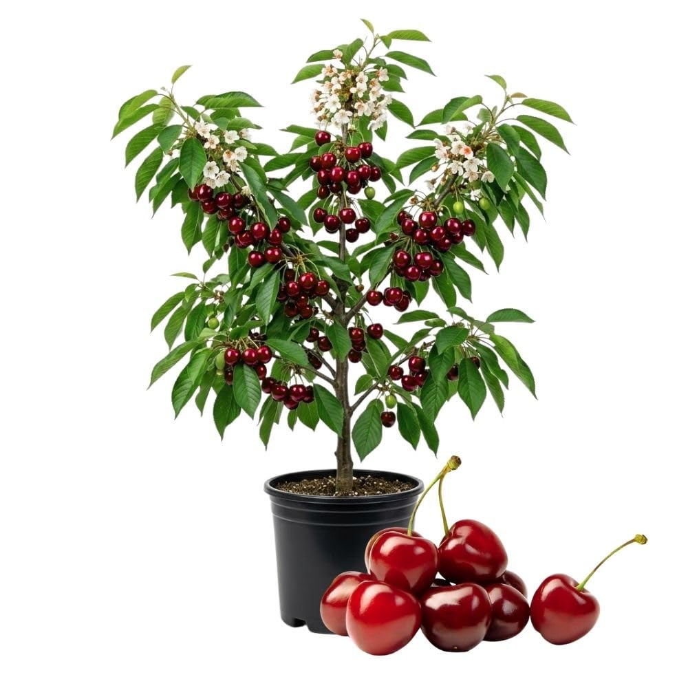 Velvety Red Cherry Trees Live Plants 3-4 Feet Tall, Sweet Cherry Fruit Plants Live 3 Gallon Pot, Hardy Fruit Trees for Planting, No Ship to CA