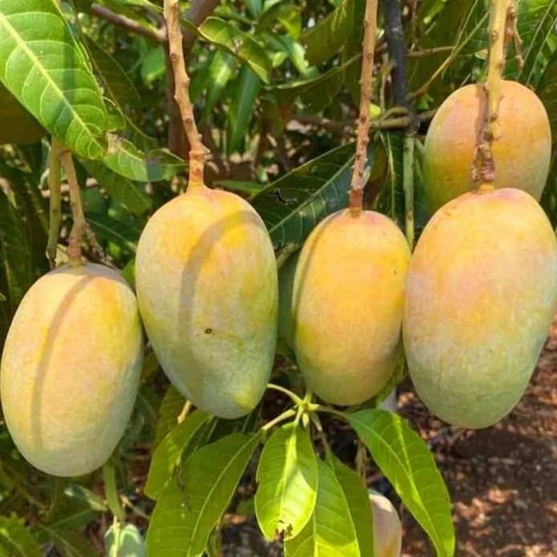 Yellow Mango Tree Live Plant for Planting, Grafted Mango Plant in 3 Gallon Pot, Fast Growing Tropical Fruit Tree Seedlings