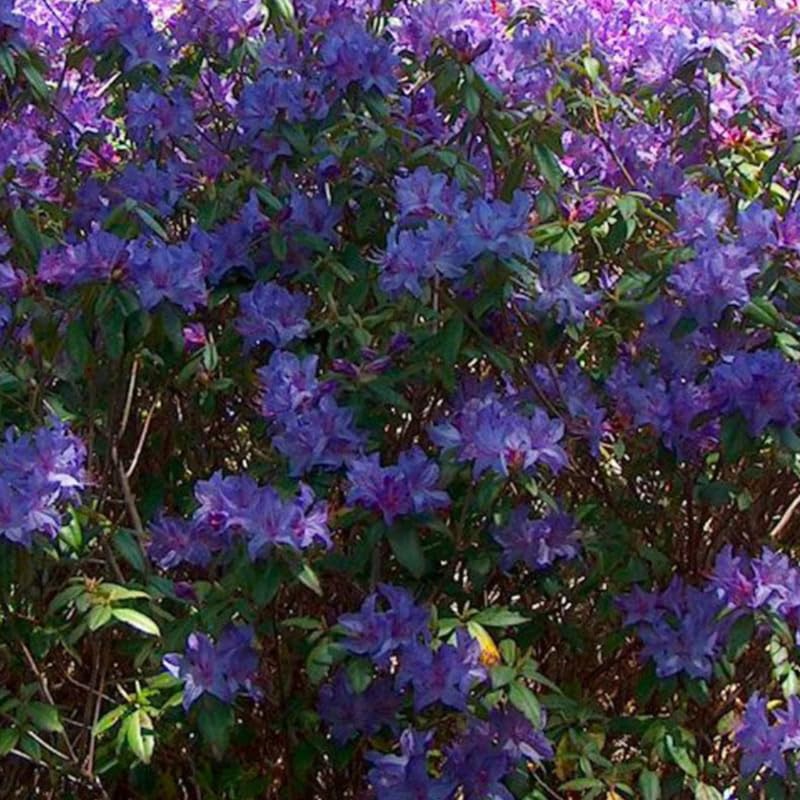 Blue Rhododendron Plant Live, Azalea Plants, Rhododendron Azalea Bushes Ready to Plant, Full Sun Outdoor Plants
