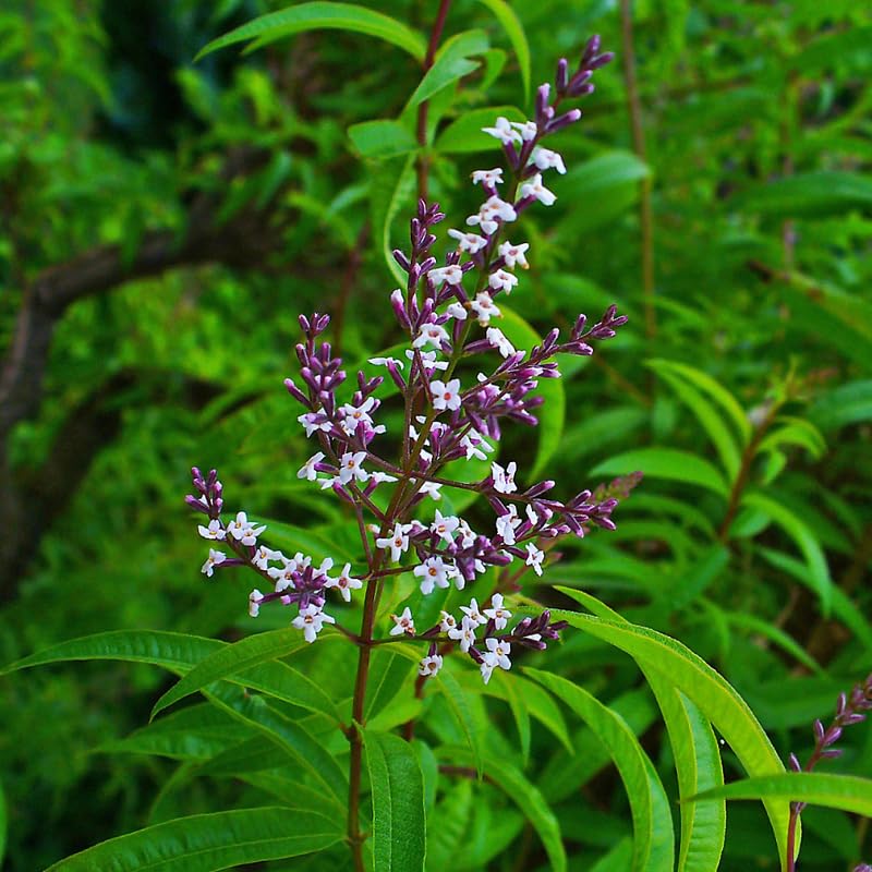 2 Lemon Verbena Plants Live Plugs 3-5" Tall, Fragrant Lemon Herb Plants for Garden Growing