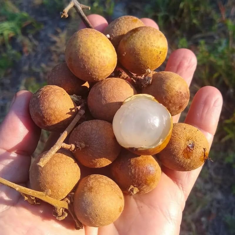 Longan Fruit Tree Live Plant, Tropical Fruit Plant Ready to Plant, 3-4 Ft Tall in 3 Gallon Pot, No Shipping to CA