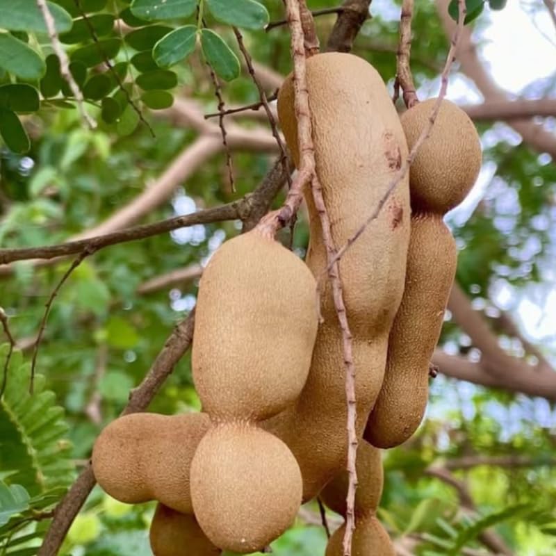 Tamarind Tree Live Plant, Live Tropical Plant 2-3 Feet Height in 3 Gallon Container, Suitable for Garden Planting, No Ship to CA