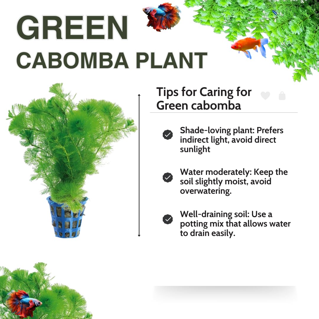 7 Stems Cabomba Aquarium Plants Live, Green Cabomba Live Aquarium Plant, Green Cabomba Plant, 4 to 7 Inches Tall, Aquatic Plant Live