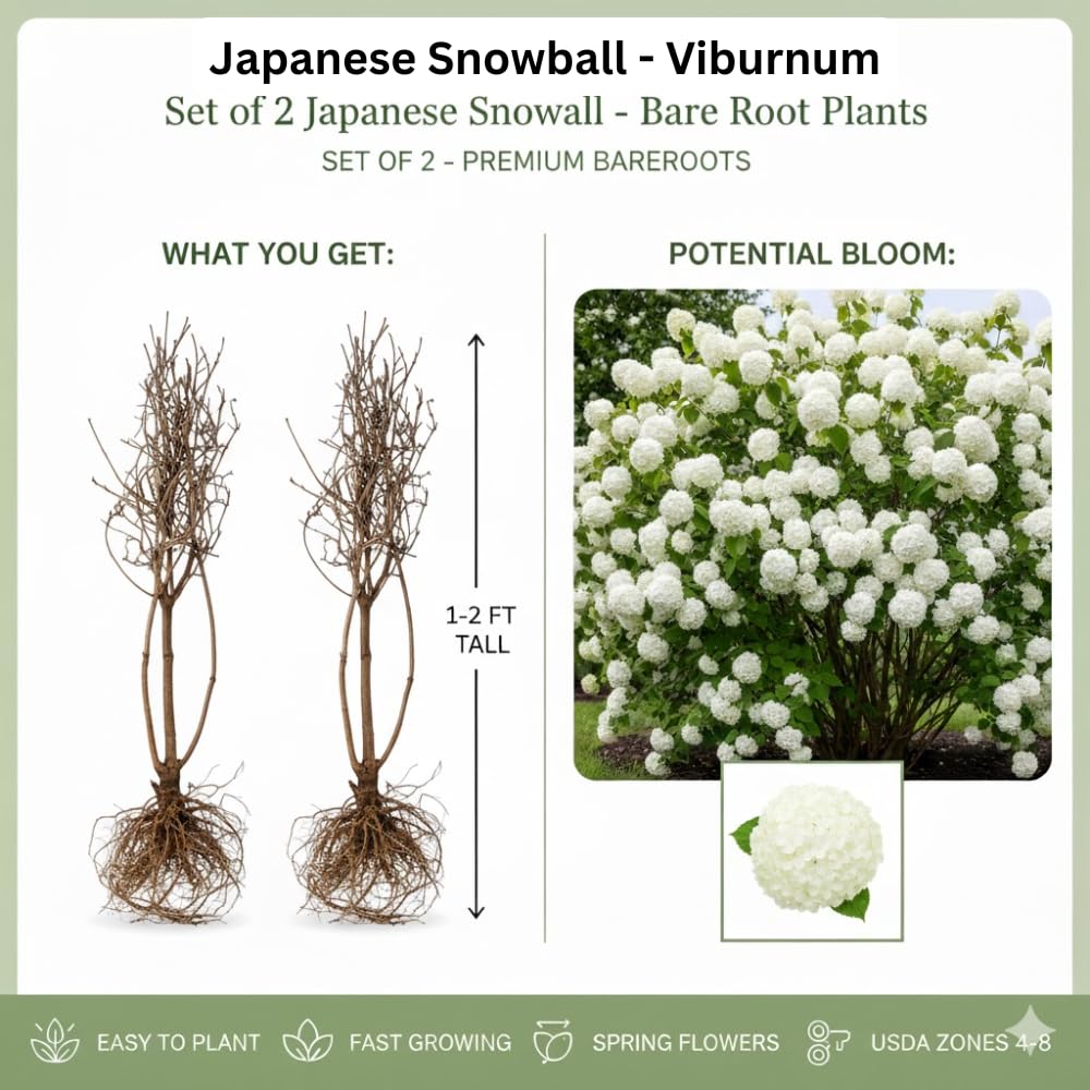 Set of 2 Snowball Viburnum Bare Root Plants, 1-2 Feet Tall, Hardy Flowering Shrubs with White Blooms for Outdoor Planting