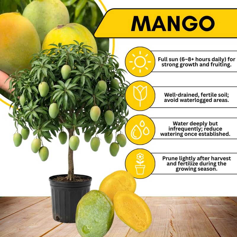 Carie Mango Tree Live Plant 2.5-3 Ft Tall, Tropical Fruit Tree for Garden Planting, Outdoor Mango Plant in 3 Gallon Pot, No Ship to CA