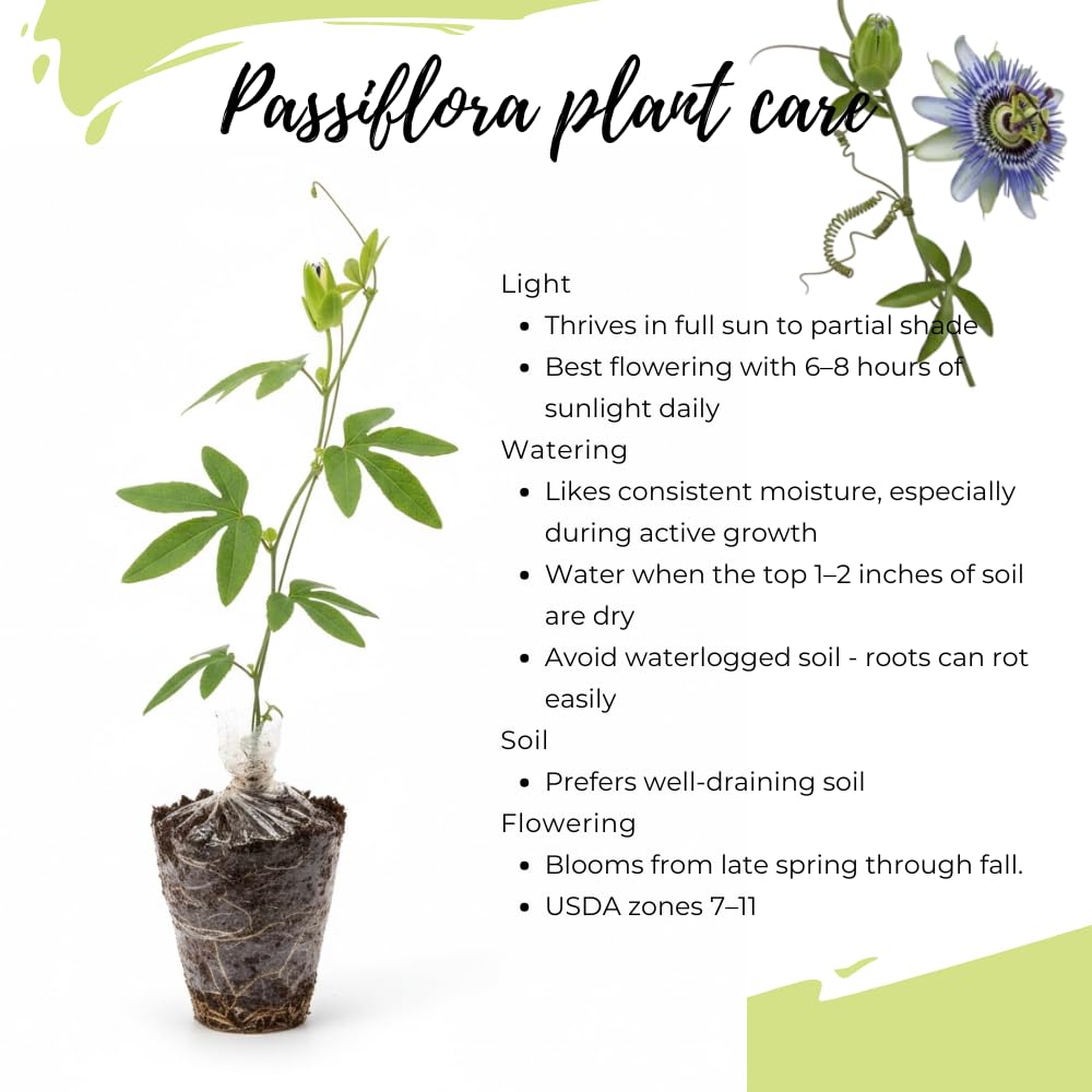 Blue White Passion Flower Plant Live, Passiflora Vine for Garden, 4-8" Tall, Hardy Flowering Vine for Garden or Trellis