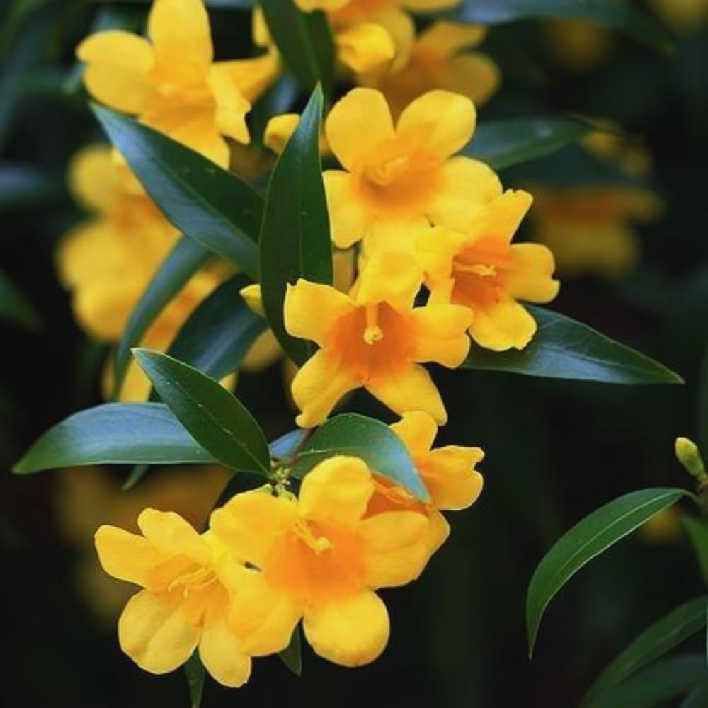Jasmine Plants Live, Set 3 of Yellow Jasmine Live Plants, 5 Inches to 7 Inches Long, Plant for Indoors Or Outdoor Gardening