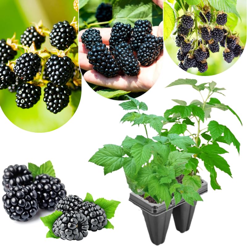 Pack 2 BlackBerry Plants Live, 4-8 Inch Tall, Navaho Thornless Blackberries Fully Rooted High Yield Berry Plants for Outdoor Planting