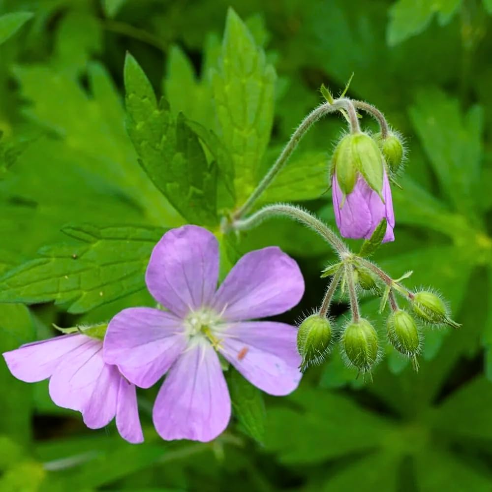 5 Wild Geranium Roots, Hardy Perennial Ground Cover, Live Flower Roots for Gardening