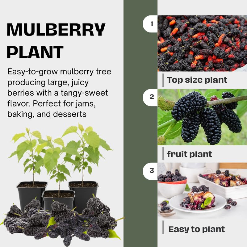 Sweet Illinois Mulberry Tree Live Plant, Hardy Well Rooted 4-8'' Tall, Mulberry Fruit Tree for Indoor Outdoor Spring Planting Mulberries