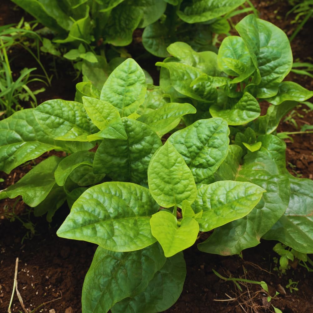 2 Green Malabar Spinach Live Plants, Vegetable Plant, Malabar Spinach Plant Live, 4 to 7 Inc Long