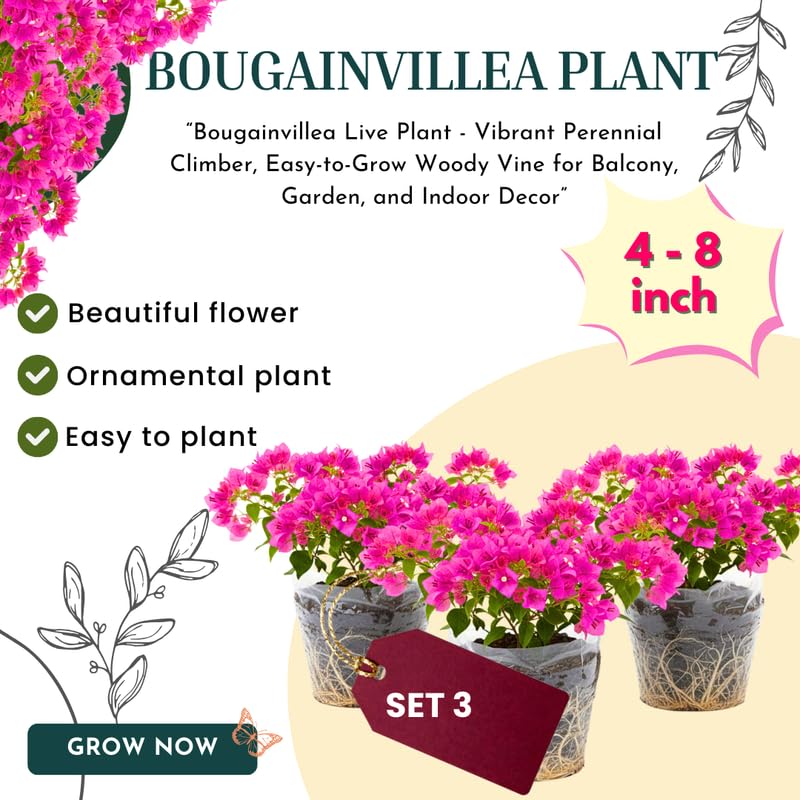 3 Deep Pink Bougainvillea Plants Live, 4-8” Tall Well-Rooted Bougainvillea Vine Flower Plants, Tropical Climbing Plants, No Pot