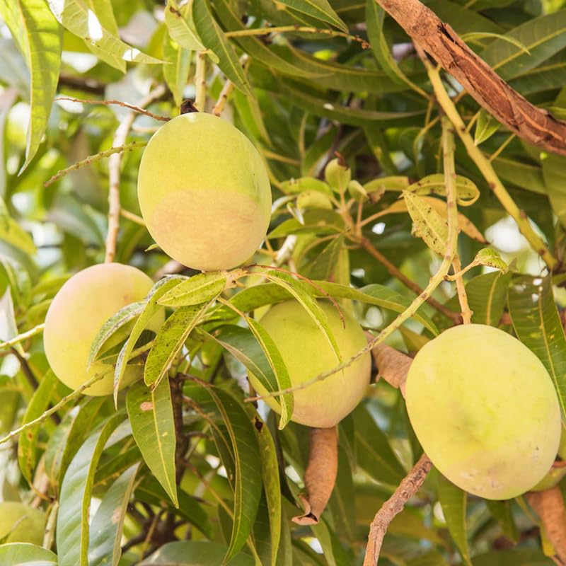 Golden Yellow Mango Tree Live Plant Grafted, 2–3 Feet Tall in 3 Gallon Pot, Sweet Tropical Mango Fruit Tree