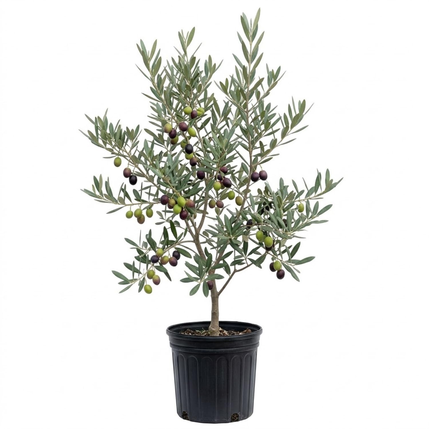 Live Olive Tree 2-3 Ft Tall, Compact Olive Tree for Outdoor or Container Planting, Ready to Grow, 1 Gallon Potted Plants, No CA