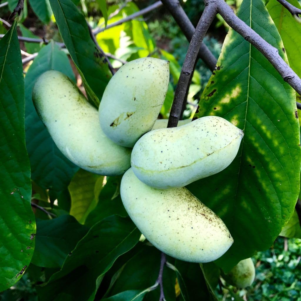 Sweet Paw Paw Tree Plant in Quart Pot, Hardy Pawpaw Tree, Well Rooted, Fast-Growing Fruit Trees, 6-12 Inches
