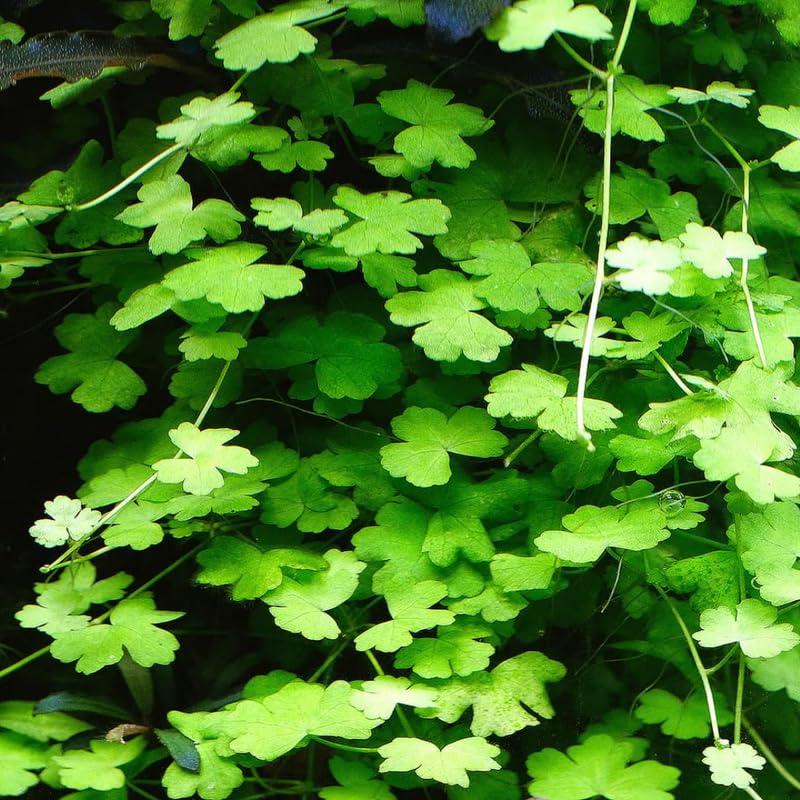 Japanese Dwarf Pennywort Aquarium Plants Live, 1 Bundle Aquatic Plants, No Root, 5 to 7 Stems, Live Aquarium Plants, Freshwater Aquarium for Planting