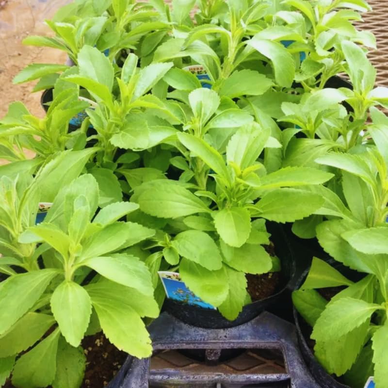 2 Stevia Plants Live, 4 to 6 Inches Tall, Stevia Mint Herb Plants Live Gardening Growing Indoor Outdoor