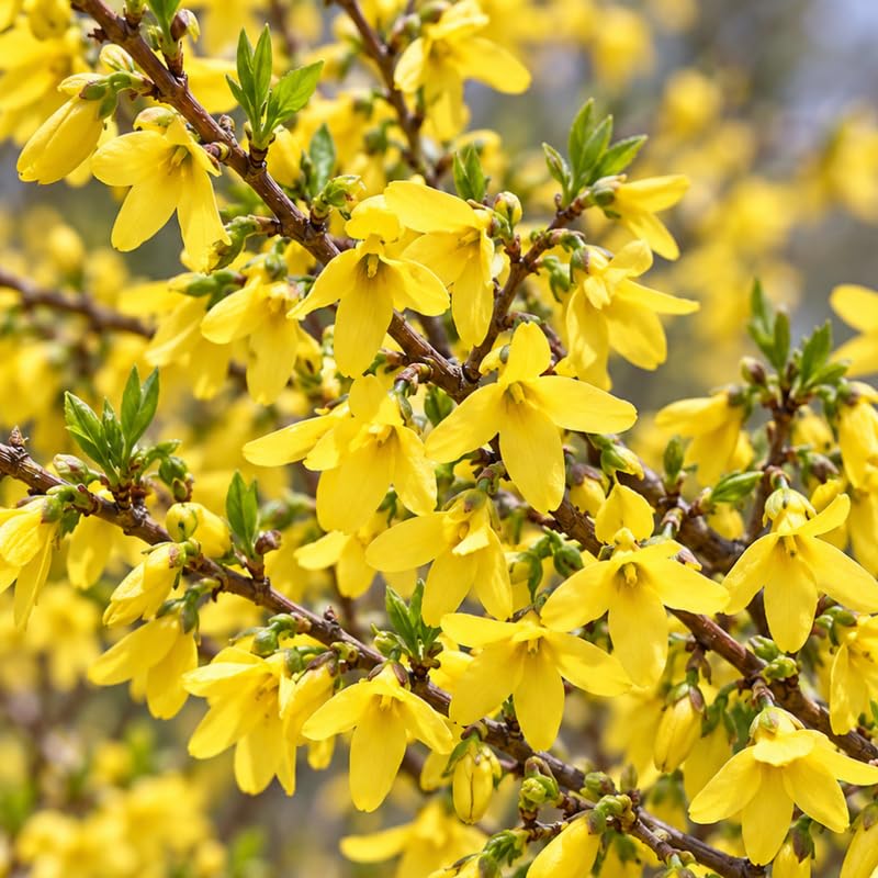 Forsythia Live Bare Root Shrub, Yellow Spring Flowering Plant, 12-24" Tall