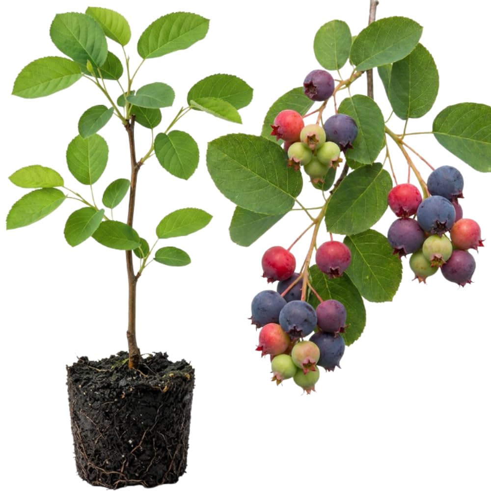 Serviceberry Live Plant, Berry Plant, 4-8 Inch Tall