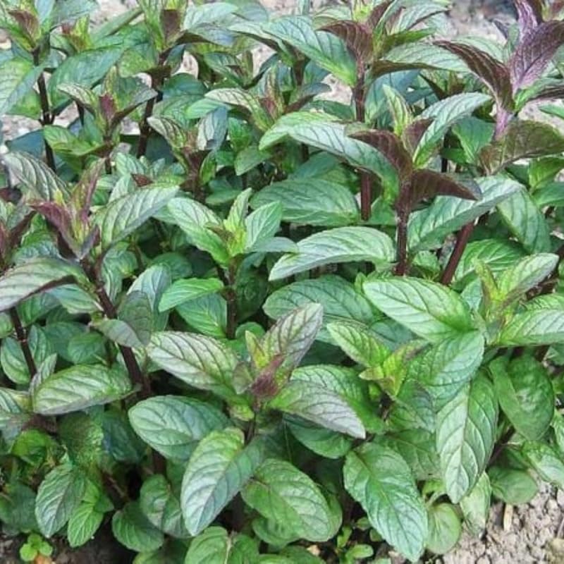4 Random Mint Plants Live for Spring Planting, Fragrant Culinary Herb Mint for Indoor Outdoor Zones 3-11, Very Hardy and Fast Growing, Size 4-7" in Tall