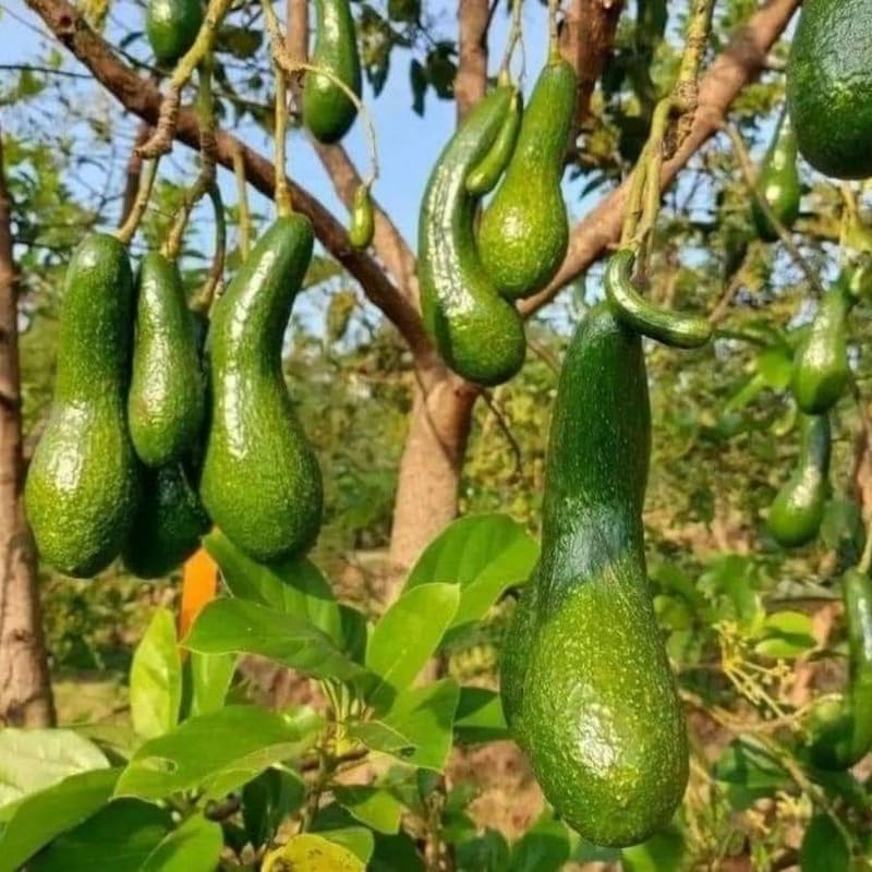 Live Long Neck Russel Avocado Plant 1.5-2.5 Feet Tall, Long Neck Acocado Fruit Tree to Grow Outdoor Indoor