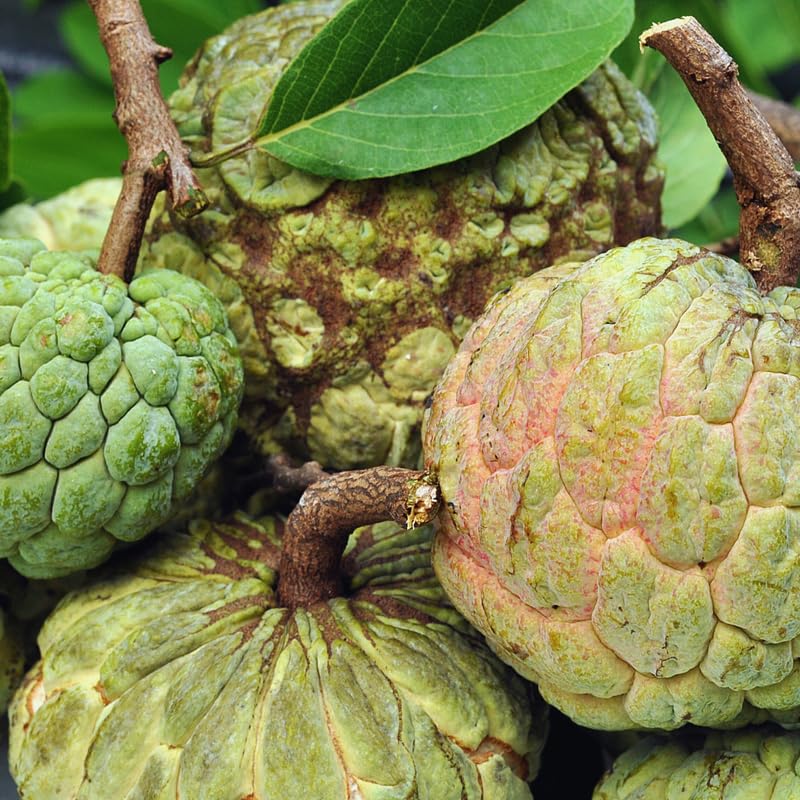 Sugar Apple Tree Live Plant for Planting, 2 to 3 Feet Long, Green Sugar Apple Fruit Plant Live, 3 Gallon Potted, No Ship to CA