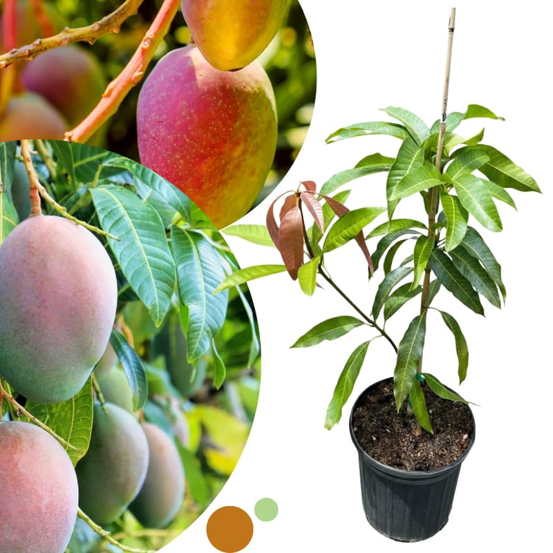 Very Sweet Mango Tree Live Plant for Planting, Grafted Mango Plant in 3 Gallon Pot, Fast Growing Tropical Fruit Tree Seedlings