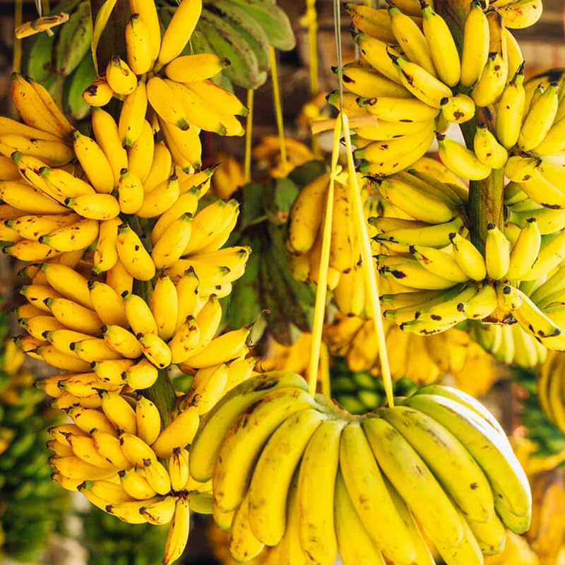 Grand Nain Banana Plant Live for Planting, Banana Trees Live Plants for Outdoor Indoor Planting, Cold Hardy, 4-7" in Tall, No Pot, Musa Plant