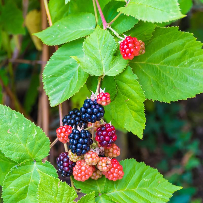 2 BlackBerry Bushes Live Plant, Sweet, Thornless, High Yielding Berries for Outdoor Planting, Fully Rooted 4-7 Inches (Ouachita)
