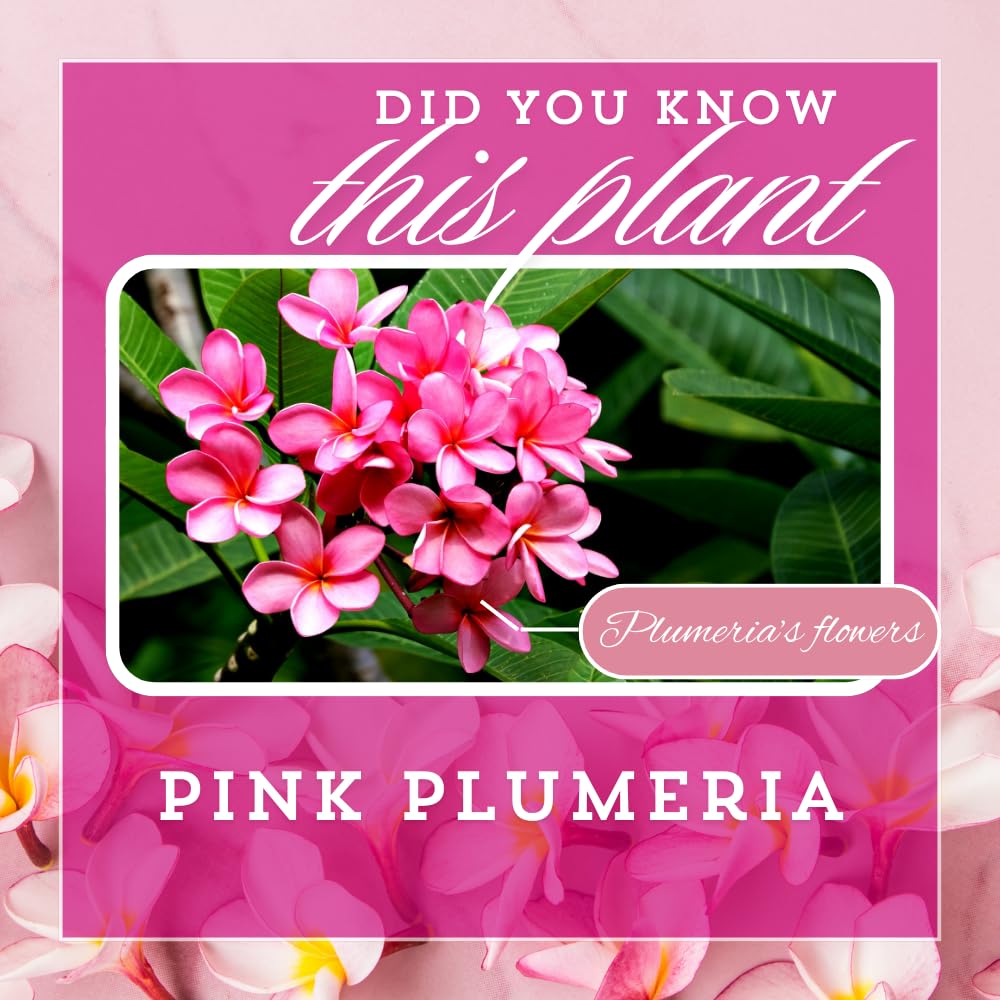 Set 2 Pink Plumeria Plant Cutting Flowers, Rare Plumeria from 10 to 12 Inches Unrooted Cutting, Fragrant Tropical Flowers for Landscaping