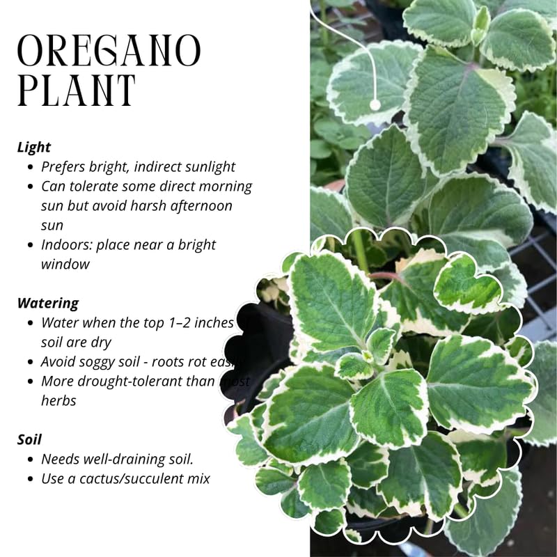 Set of 3 Variegated Oregano Plants Live, 4-6 Inches Tall, Mint Plants Live, Culinary Herb for Planting Indoor or Outdoor