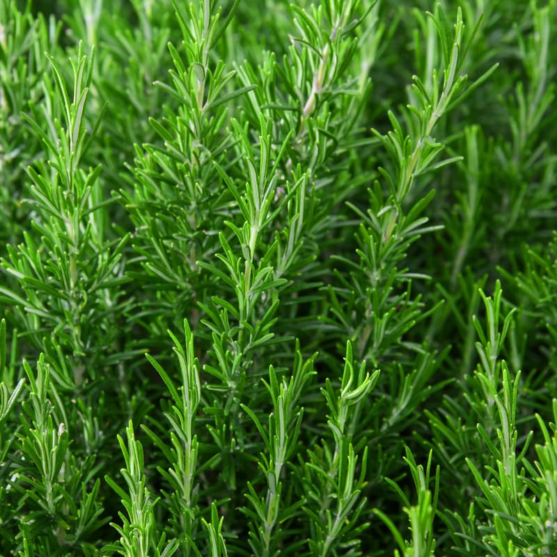 Pack 3 of Rosemary Plants Live, Live Blue Rosemary Plants, 4 Inc Tall, Fragrant Herb Plant, Easy to Plant