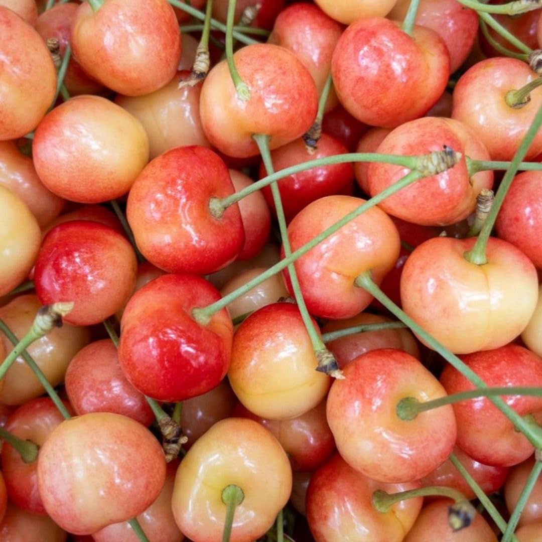 Rainier Cherry Trees Live Plants 3-4 Feet Tall, Sweet Cherry Fruit Plants Live 3 Gallon Pot, Hardy Fruit Trees for Planting in Garden, No Ship to CA