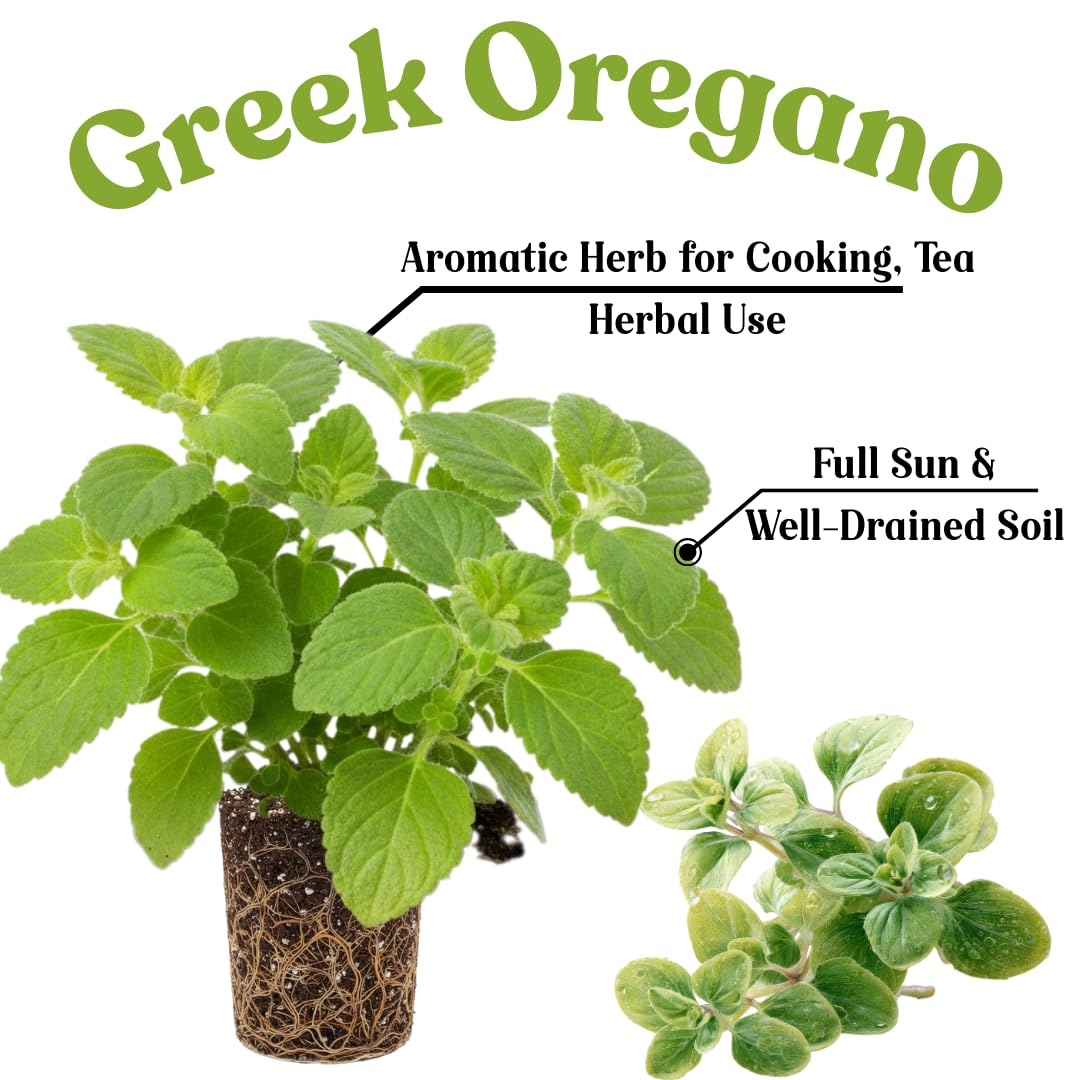 6 Packs Greek Oregano Plants Live for Indoor Outdoor, Culinary Herb for Planting, 4-7 Inches Tall, Oregano Mint Plants Live