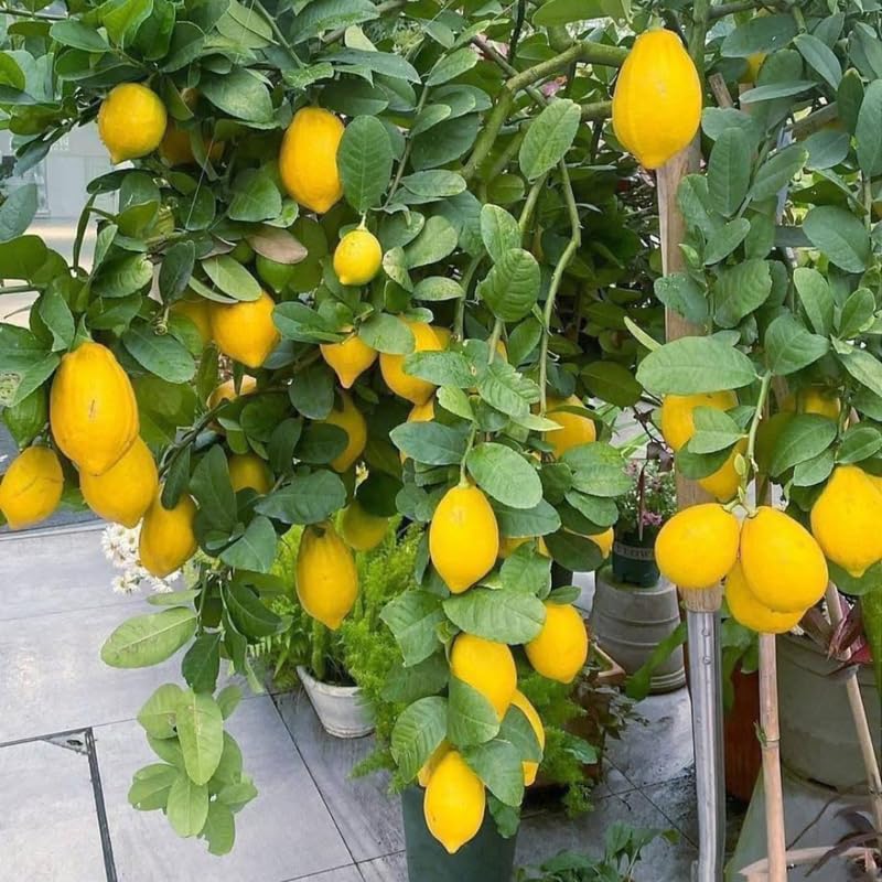 3 Years Old Meyer Lemon Tree Live Plant, Cold Hardy Citrus in 3 Gallon Pot, Fragrant Lemon Citrus Trees, Fruit-Bearing Within 1 Year